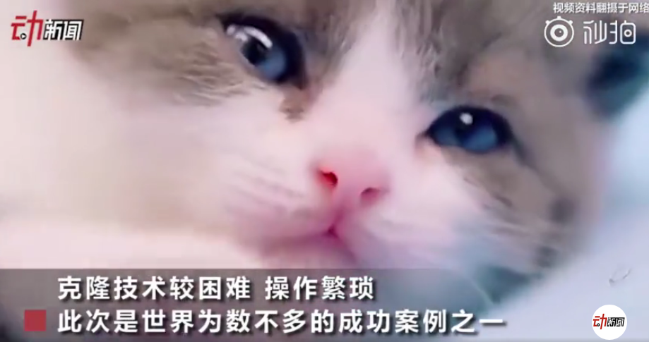 我國首只克隆貓誕生